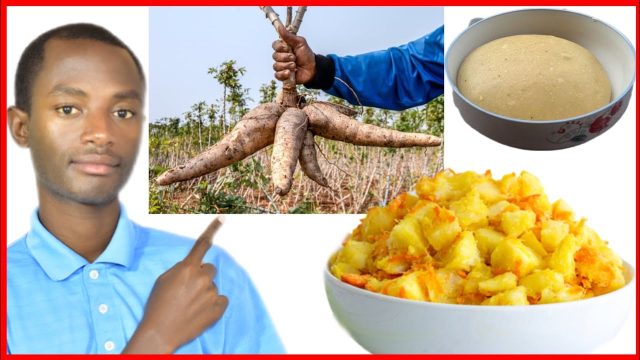 Burya imyumbati ivura indwara iyo iteguwe gutya. Umumaro w'ubugari nguyu. Umumaro w'imyumbati.