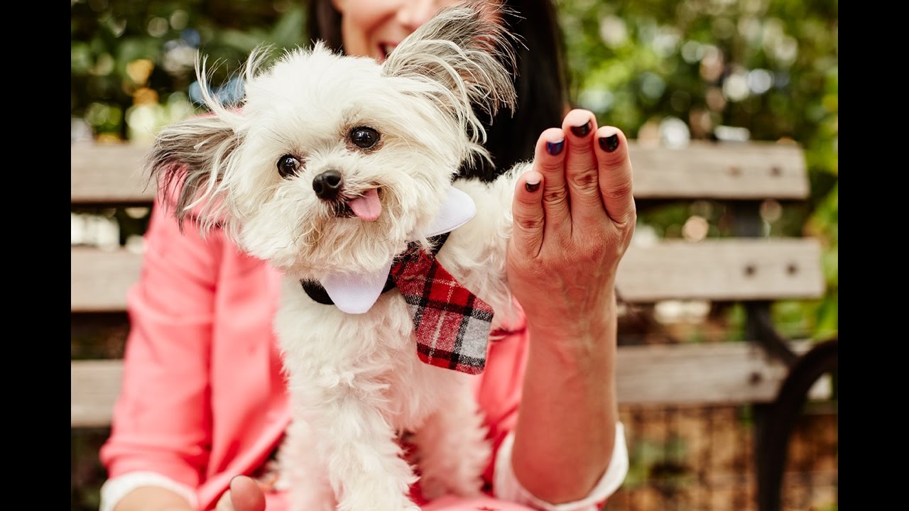 Stacy London Meets Norbert The Dog