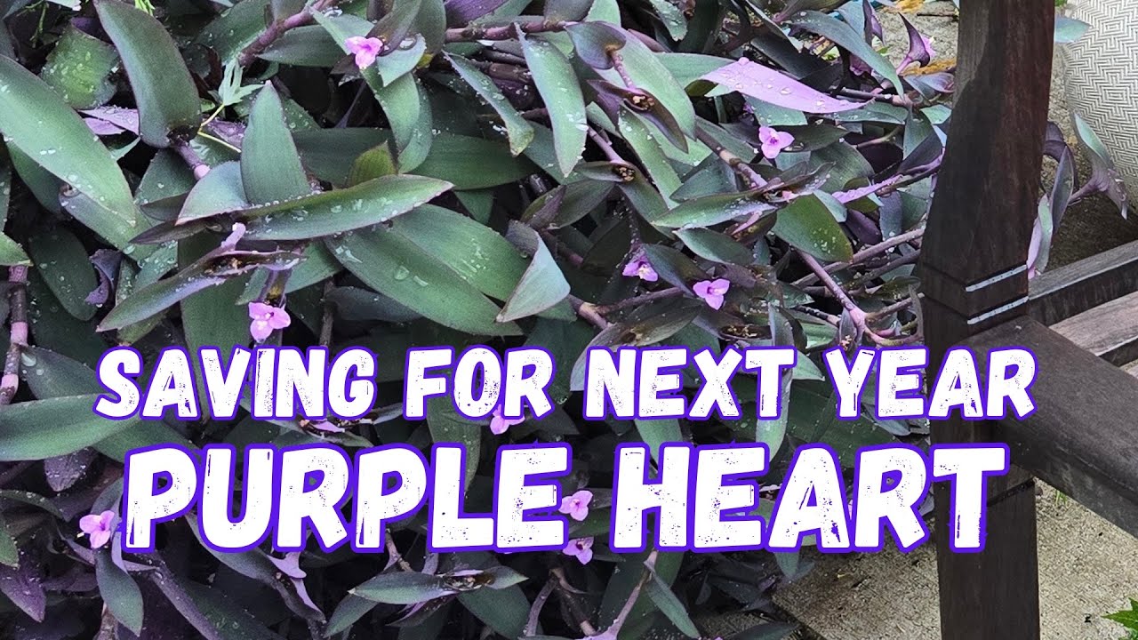 Purple Heart Cuttings for Next Year - Easily Get More Plants to Over-Winter Inside
