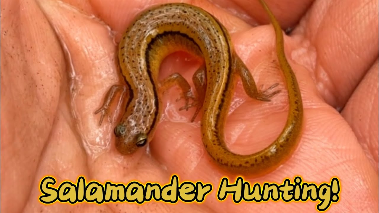 North Carolina Autumn Herping Finds! #salamander #northcarolina #herpetology #herping #mountains 