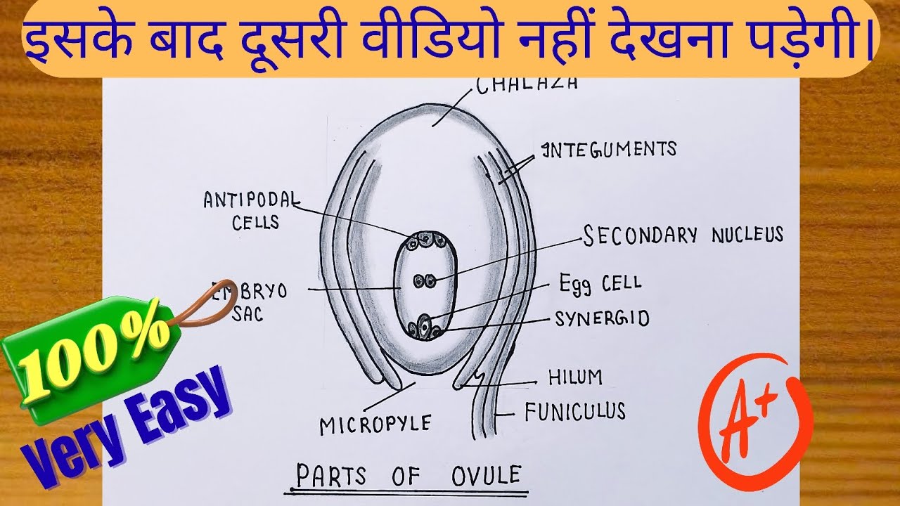 How to draw a angiosperm OVULE tutorial video #ovule ka Chitra kaise banaen #diagram 