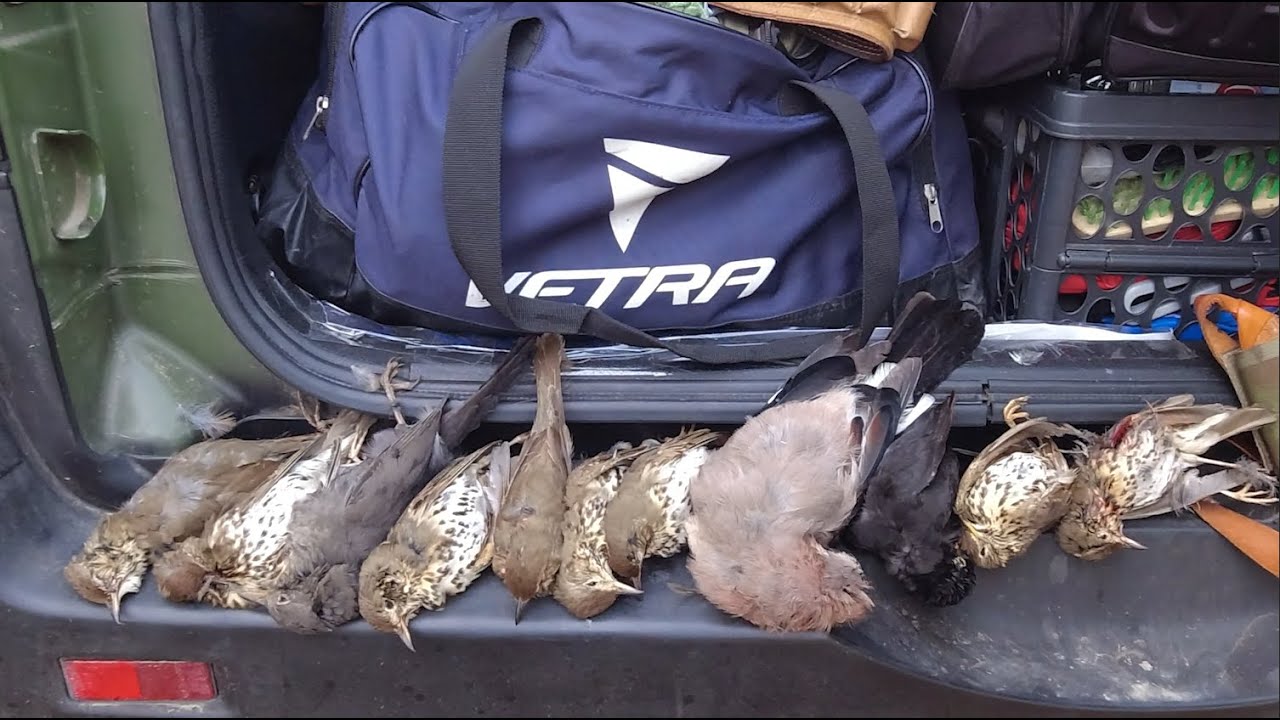 Ancora una giornata di caccia ai tordi Stagione 23-24. Thrush hunting 2023-24 -Pamukçuk avı 2023-24