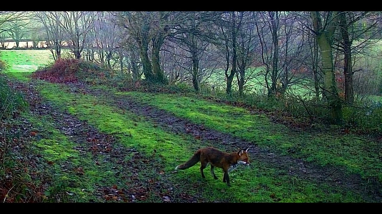 Wildlife Trail Camera Footage North Cornwall u.k. first two weeks