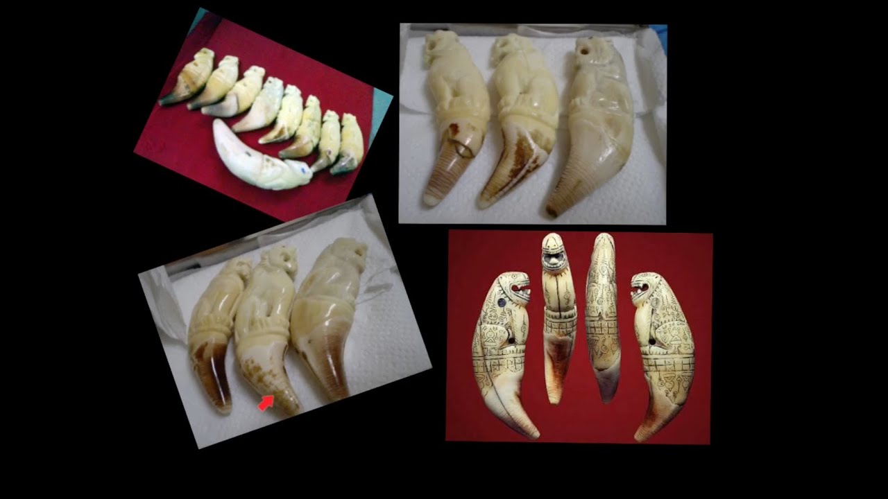 The Difference between Tiger Teeth and Bears Teeth in amulets