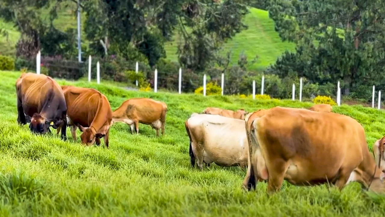 CÓMO PRODUCEN MÁS DE 1,200 LITROS DE LECHE AL DÍA CON GANADO JERSEY - FINCA LA FONTANA, COLOMBIA 🇨🇴