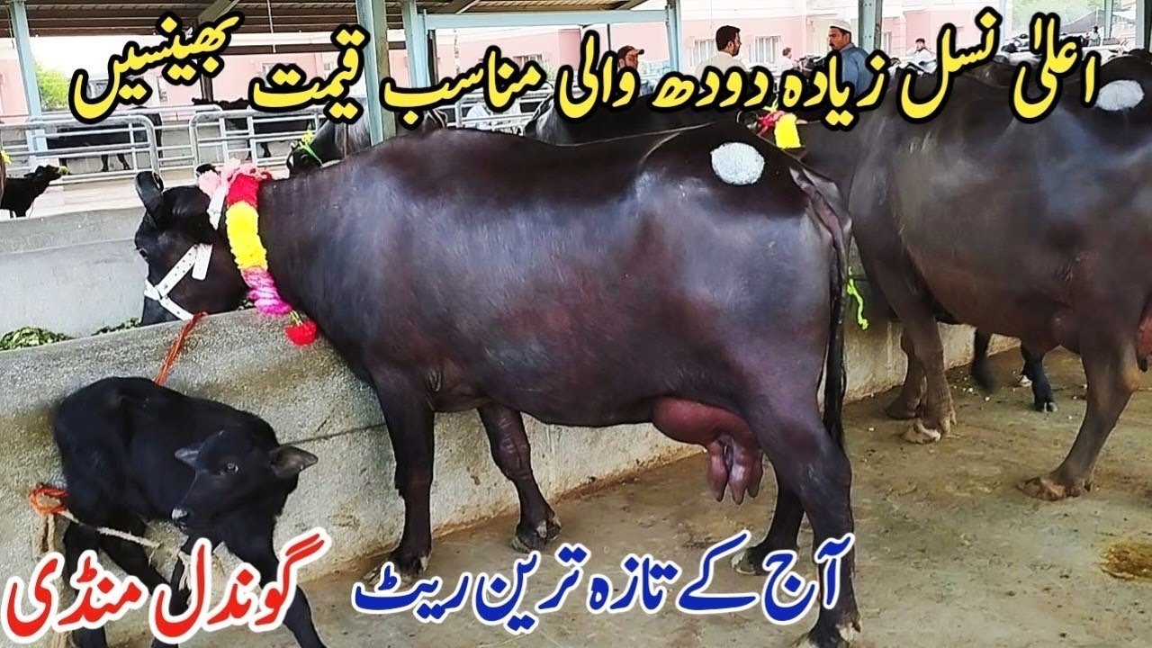 Today Gondal Mandi latest update 22 Sep 2025! Milking buffaloes Fresh Rate on Gondal Mandi!#buffalo