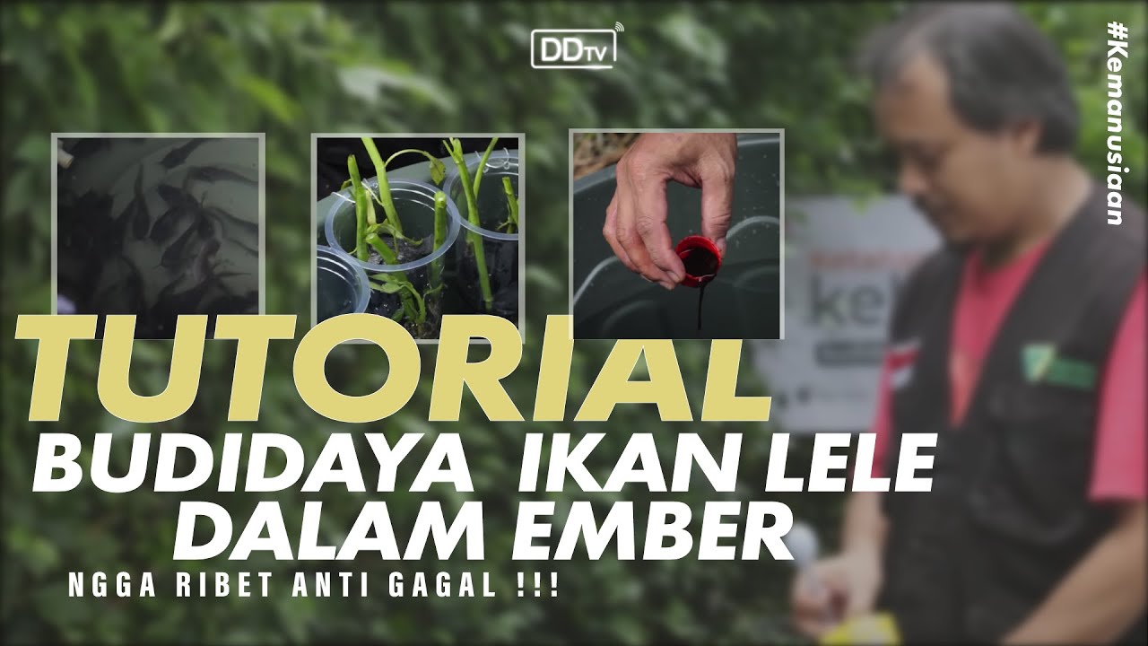 Tutorial Budidaya Ikan Dalam Ember | Cara Budikdamber Anti Gagal