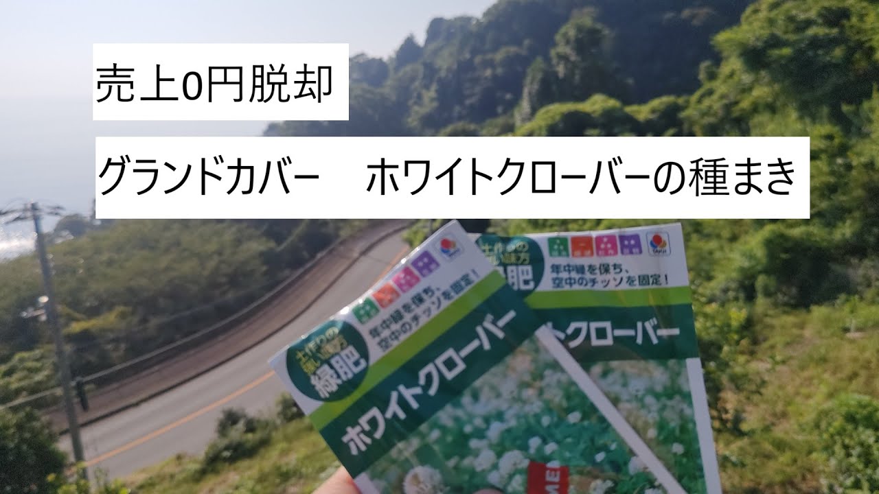 グランドカバー　ホワイトクローバーの種まき