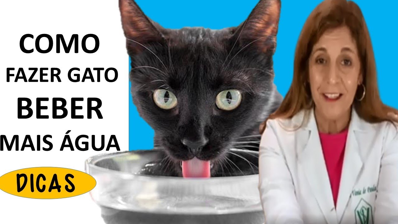 Gato BEBER MAIS ÁGUA. 7 DICAS Para Prevenir Cistite, Rinotraqueite e Constipação
