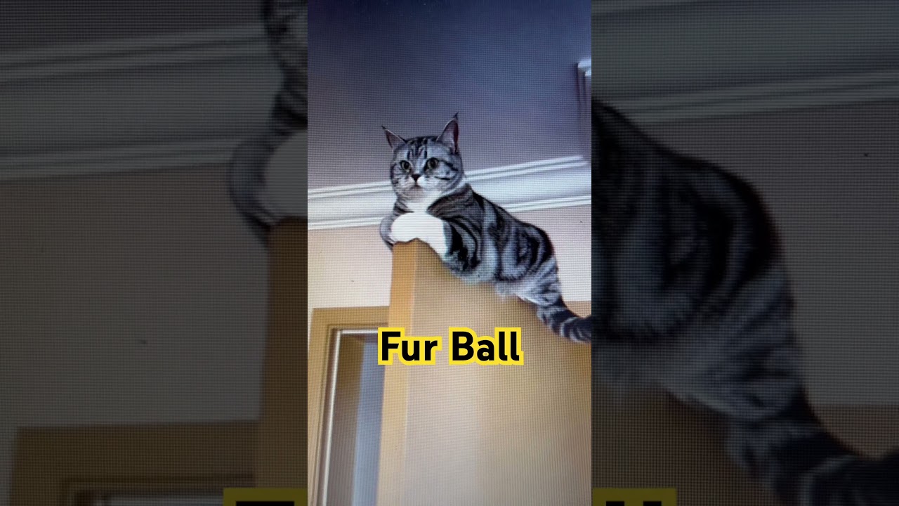Fur ball ride #shorts #furball #catride