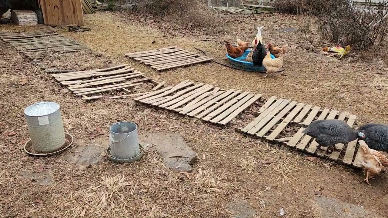 На ферме нужно ухаживать за курами.