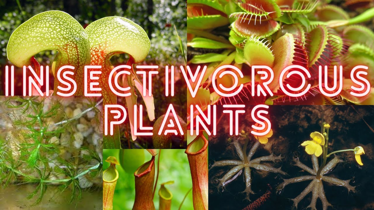 Insectivorous Carnivorous Plants | Carnivorous Plants | Some types of Insectivorous Plants