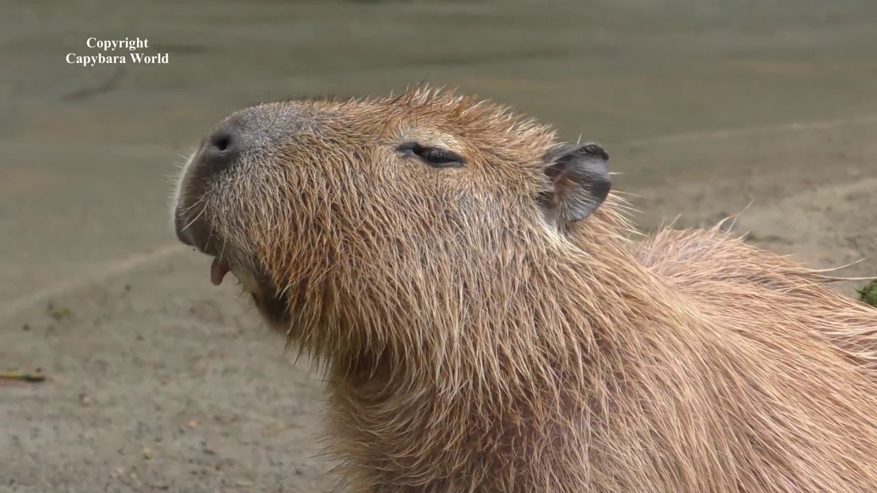 Cutest LIttle Ryosuke Capybara最もかわいいリトルカピバラ亮介