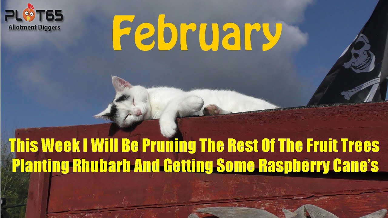 Back To Pruning The Fruit Trees This Week And Much More
