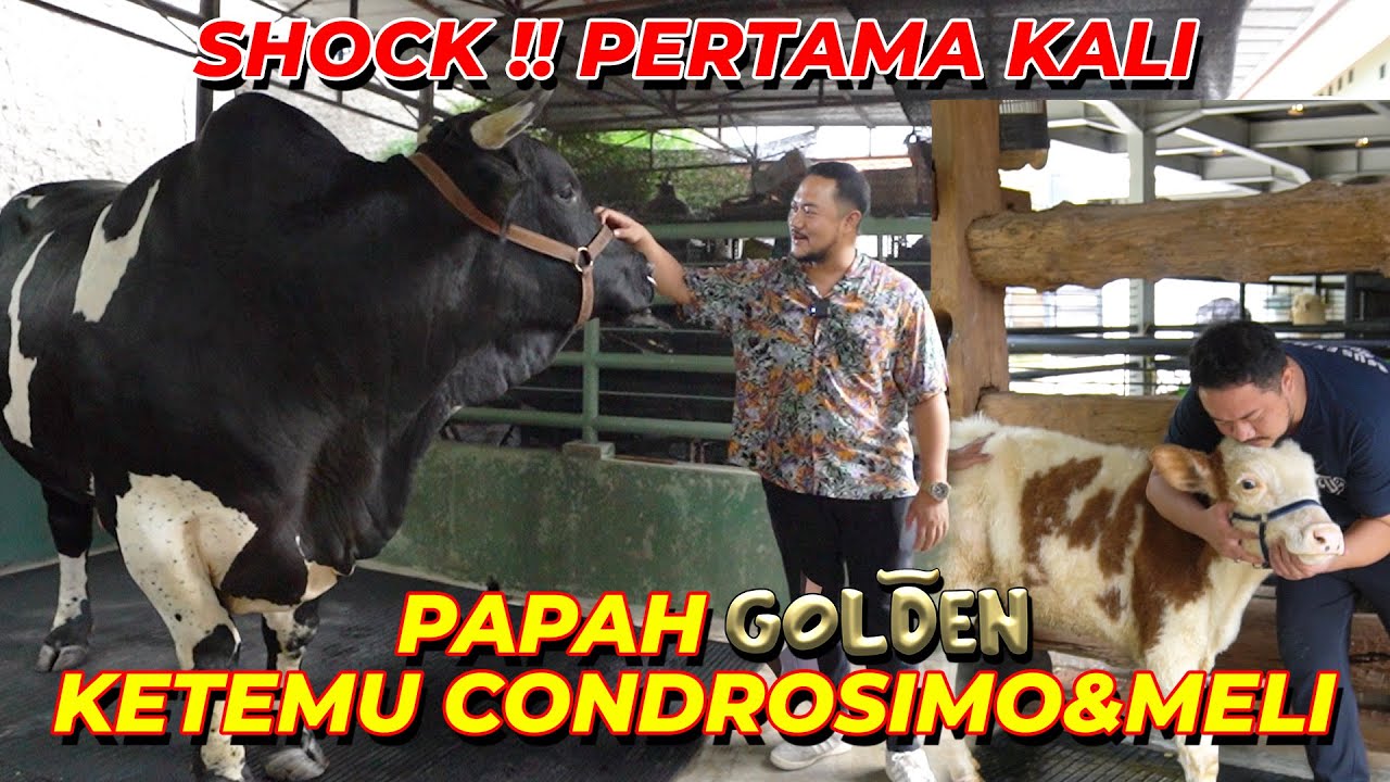 KANG IKHSAN GELENG2 LIAT CONDROSIMO !! G4WAT..LANGSUNG MAU DI BAYARIN..!!!