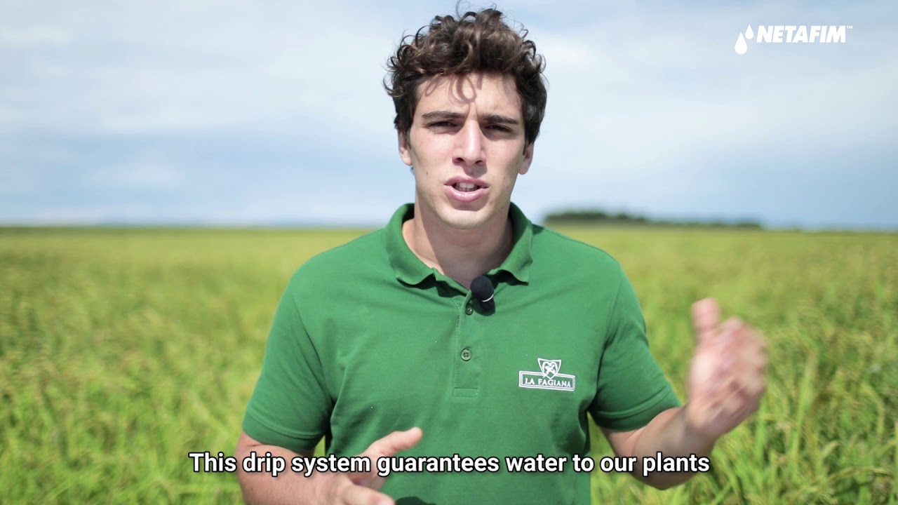 Drip Rice Pioneers in La Fagiana, Italy I Netafim