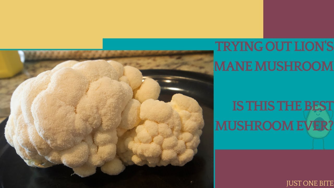 Trying Lion's Mane Mushroom || Is This My New Favorite Mushroom?