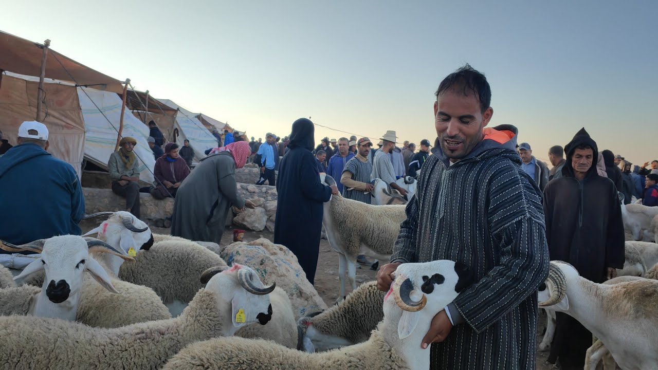 مباشرة من سوق حد البروج إقليم سطات مع اتمنة الخروف الكسابي والحولي ،كين حتى خروف اسبانيا 🇪🇦