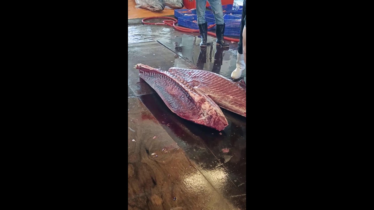 Bluefin tuna TV is Living！