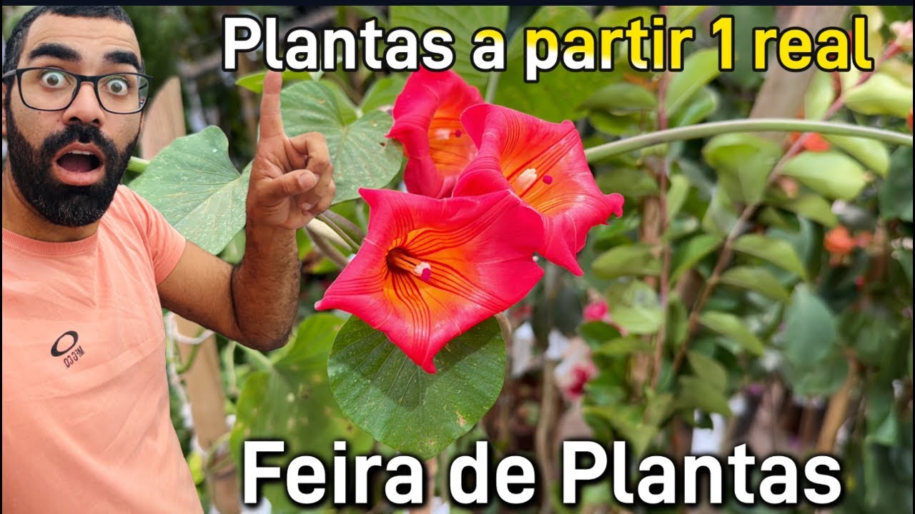 Como economizar na feira da Madrugada