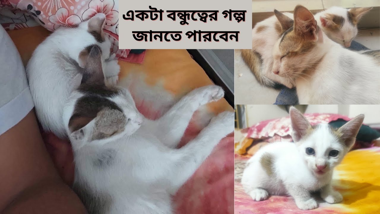 মিনি আর আমার বন্ধুত্বের গল্প  || Friendship || Cat || Street Cat || Man & Cat  Friendship