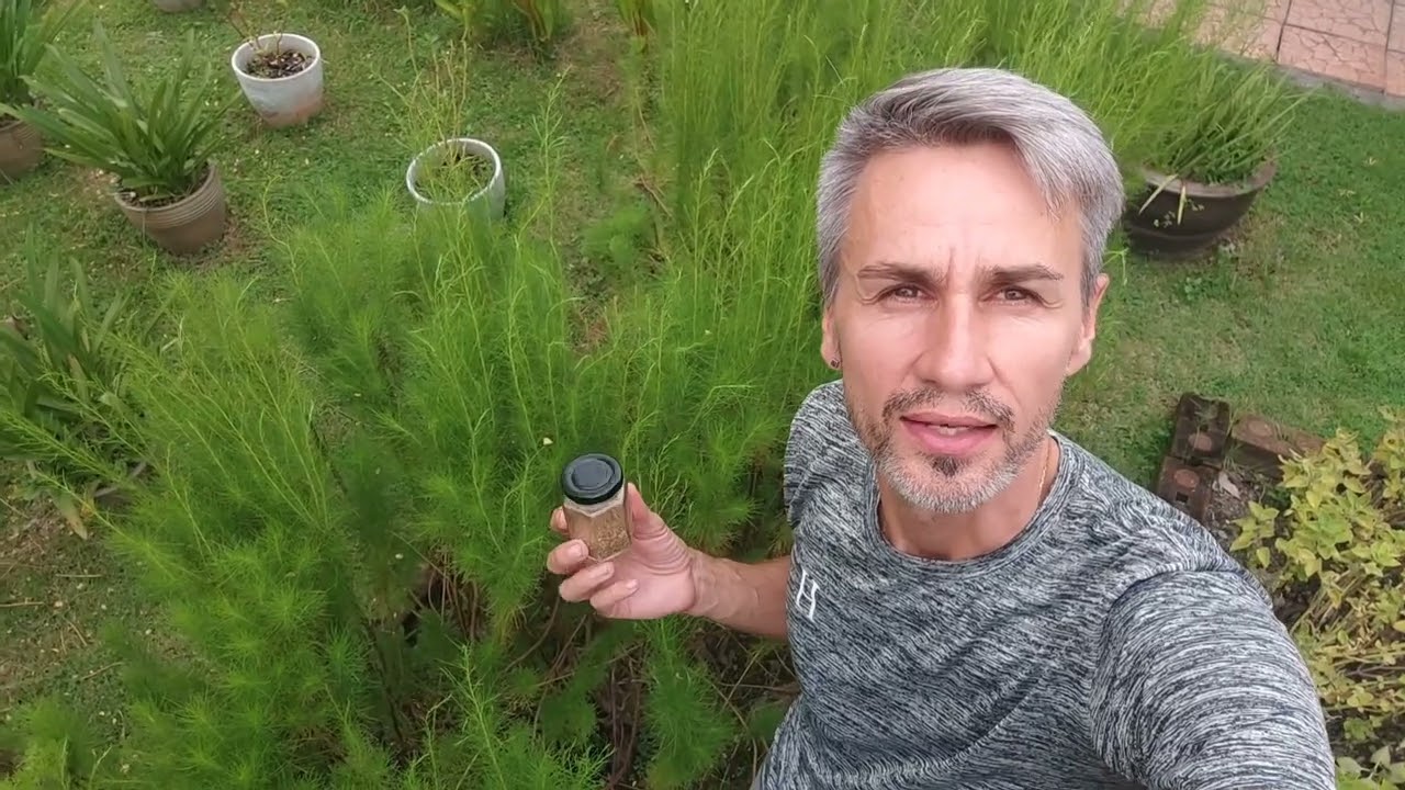 Зира или кумин. Cuminum cyminum or cumin.