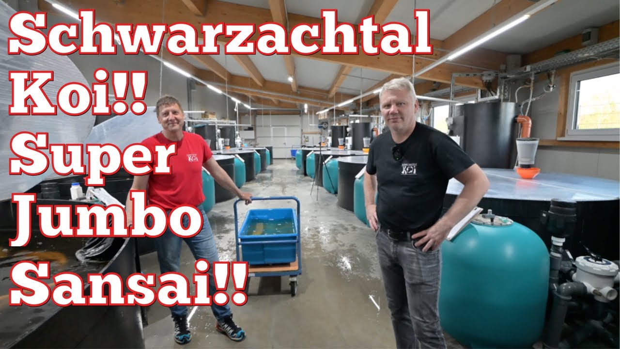 Super Jumbo Sansai bei Schwarzachtal Koi. Karashi & Chagoi bis 90cm!