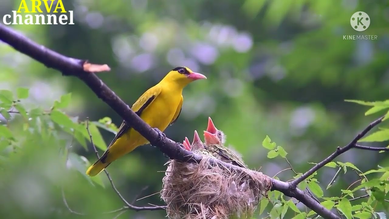 Cara burung membuat sarang dan membesarkan anak anaknya
