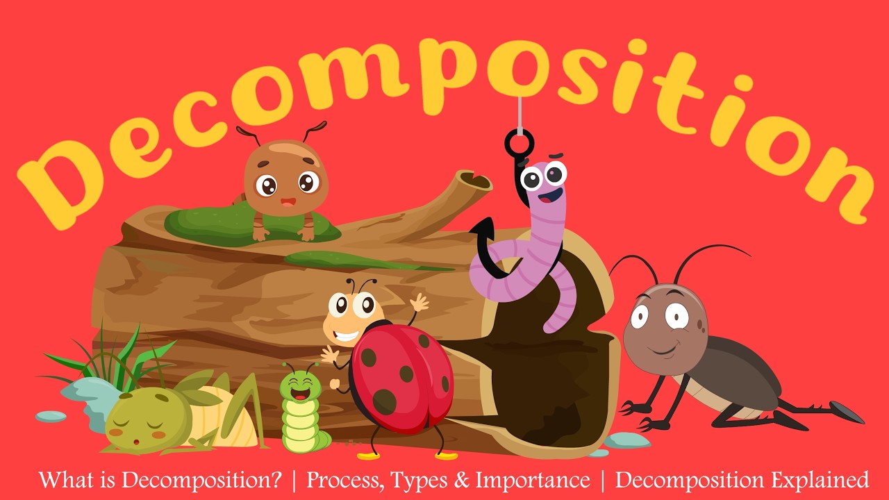 What is Decomposition? | Process, Types & Importance | Decomposition Explained | Learning Junction