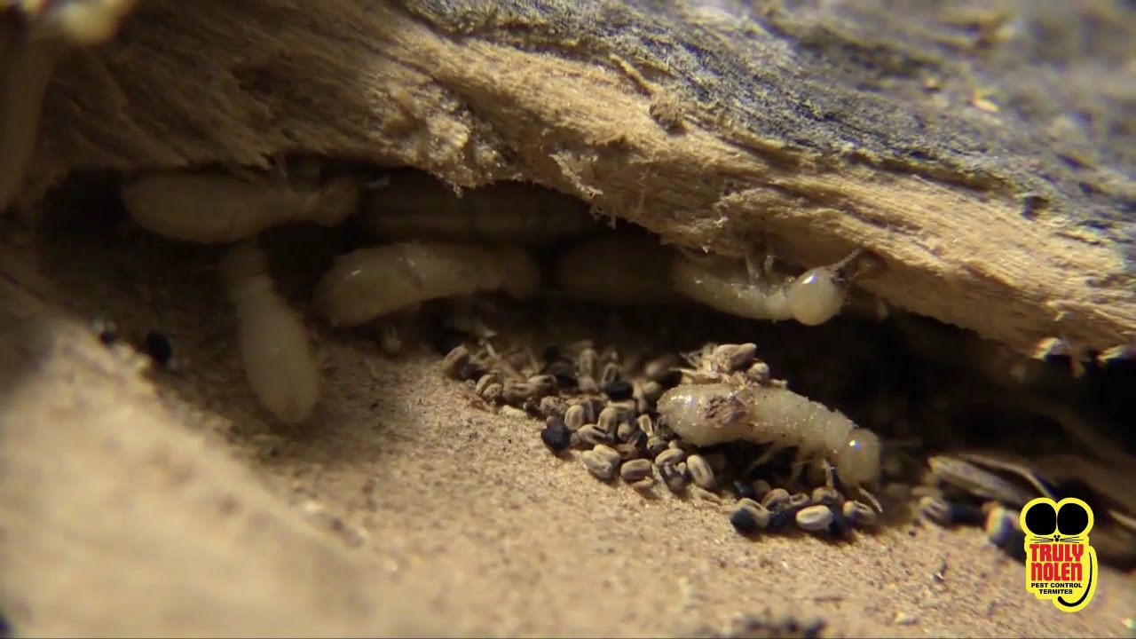 WHAT ARE DRYWOOD TERMITES? TRULY NOLEN PEST GUIDE.