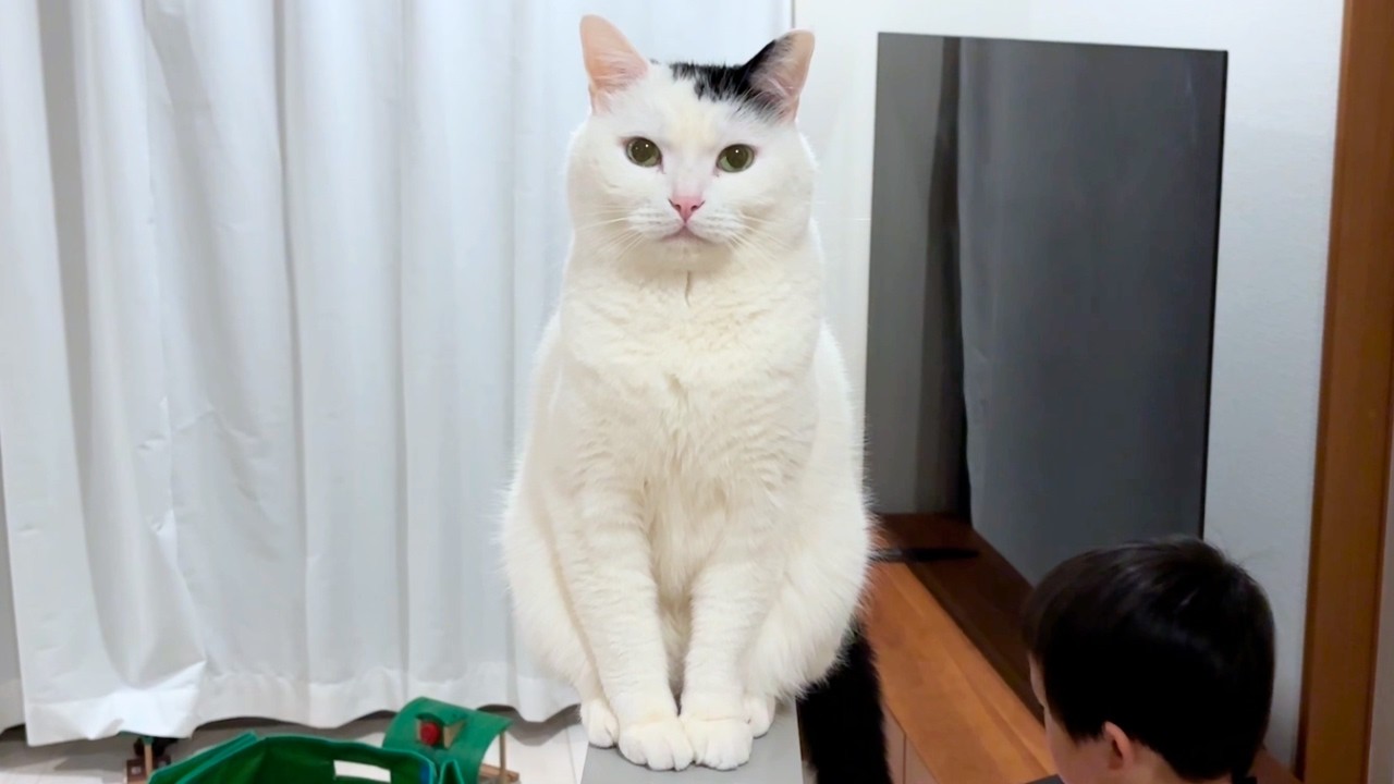 お母さんワンオペの夜、猫がしっかりお兄ちゃんしてました