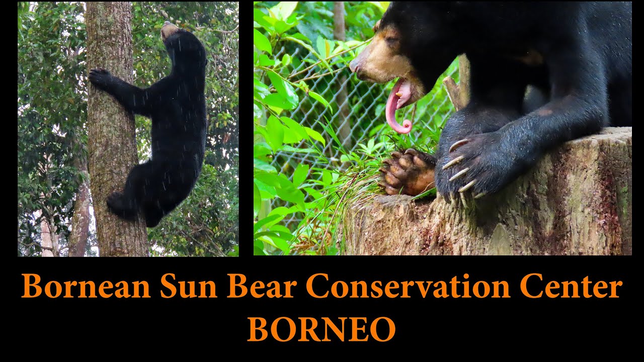 Sun Bears- Bornean Sun Bear Conservation Center, Borneo - 28 Apr 2023 - 4K