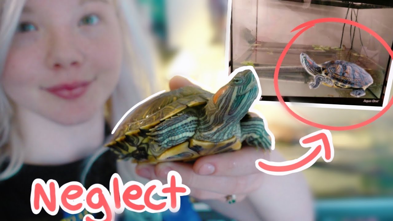 So.. I Rescued a Neglected Red Eared Slider Turtle