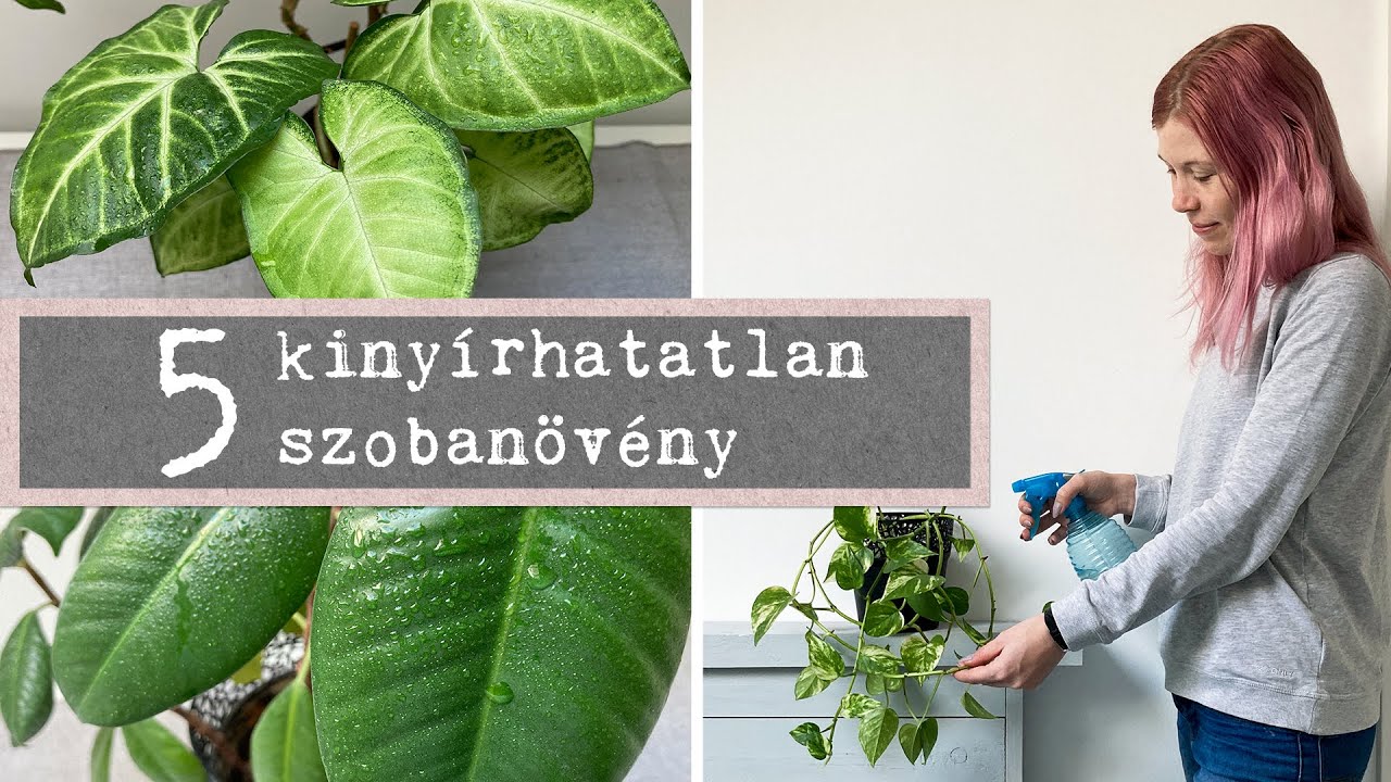 5 kiny&iacute;rhatatlan szoban&ouml;v&eacute;ny - &iacute;gy nevelj saj&aacute;t n&ouml;v&eacute;nyeket