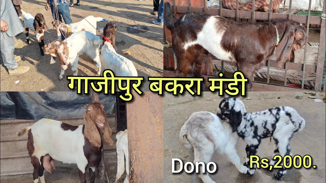 Ghazipur Bakra Mandi live 12/2/2025 sirf  2000 ke do bakri ke  bachche Mandi me 🇮🇳😍