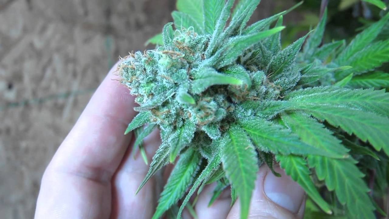 Vlad's Grow:  SnowCap Finish video