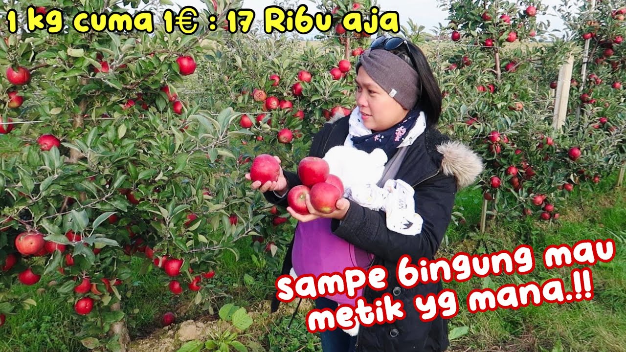 GREBEK KEBUN APEL..!! BUAHNYA BEJIBUN DAN MURAH MERIAH😍
