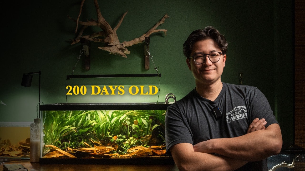My South American Inspired Tank 200 Days Later