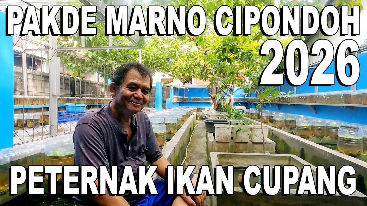 PAKDE MARNO PETERNAK IKAN CUPANG DI CIPONDOH - 2026