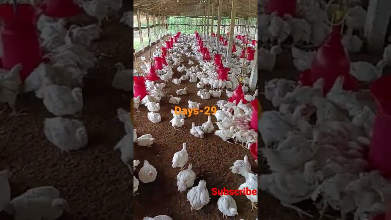 Broiler farming in summer Days-29