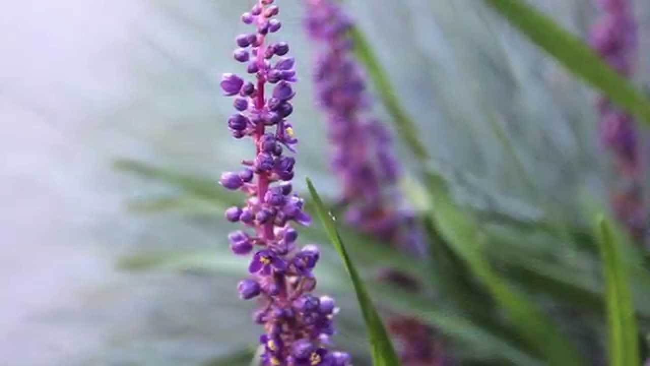 Inspiratietuin Showtuin Heeten: Markelo