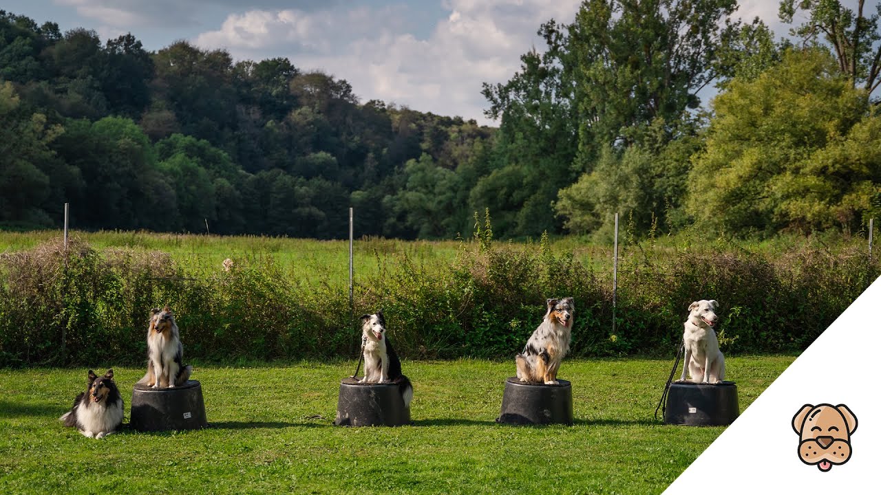 Clever-Dog 🐶🧠 - Spiel und Spaß in der Hundeschule Hadamar