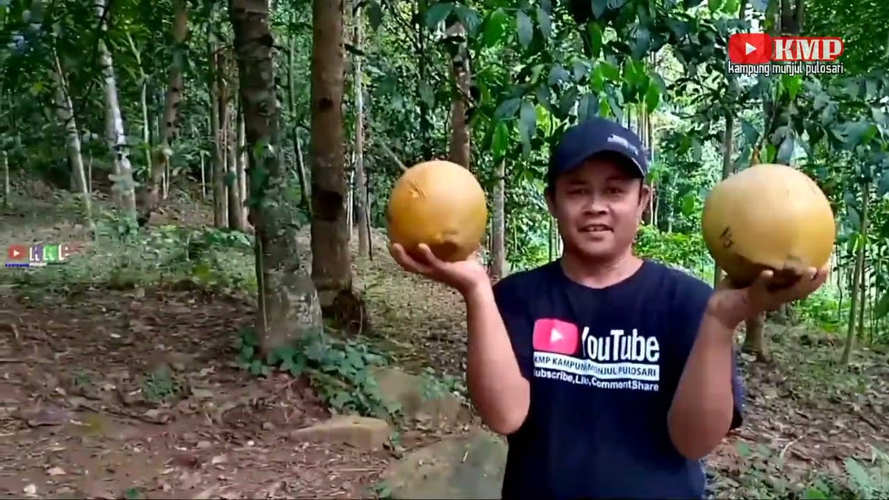 RAME RAME BASMI KELAPA MUDA‼️bersama anak anak muda kampung Munjul pulosari