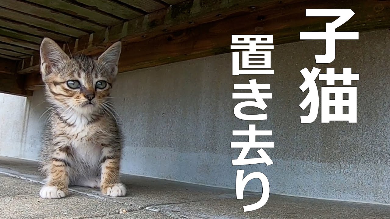 授乳してた子猫が置いて行かれた！子猫が泣きそう