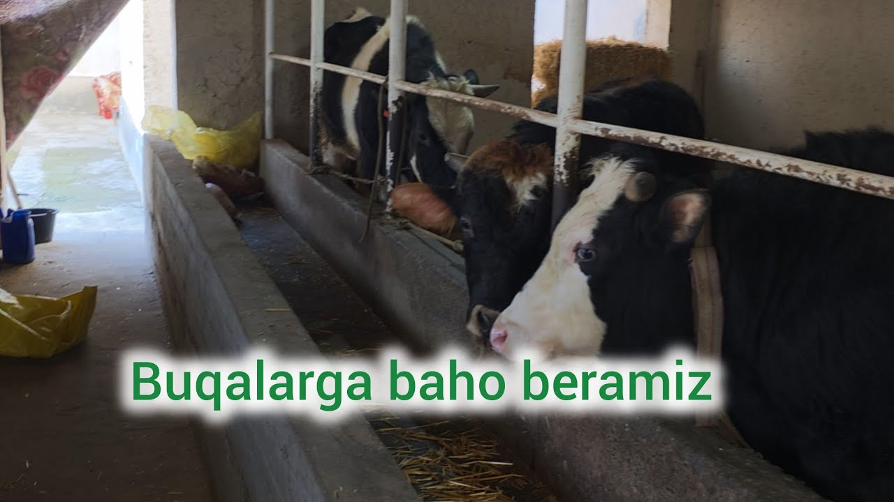 Uy sharoitida buqa boqish Уй шароитида бука бокиш