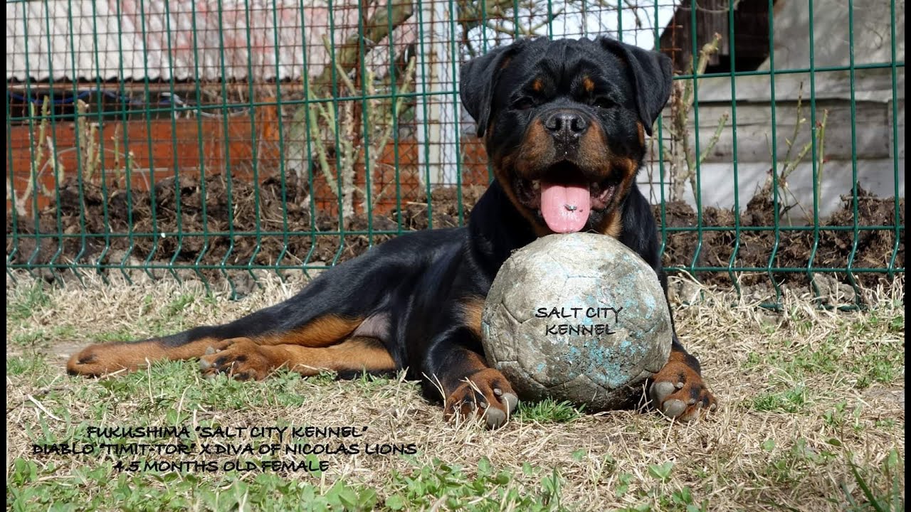 ROTTWEILER PUPPY 5 MONTHS OLD VS ADULT ROTT 4 YEARS OLD