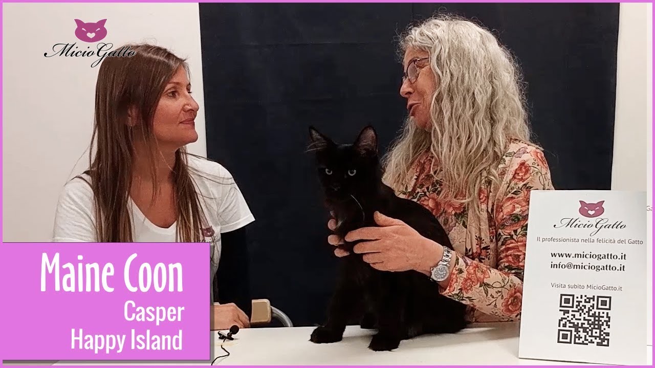 😺 Casper, il Maine Coon dell'allevamento Happy Island ❤