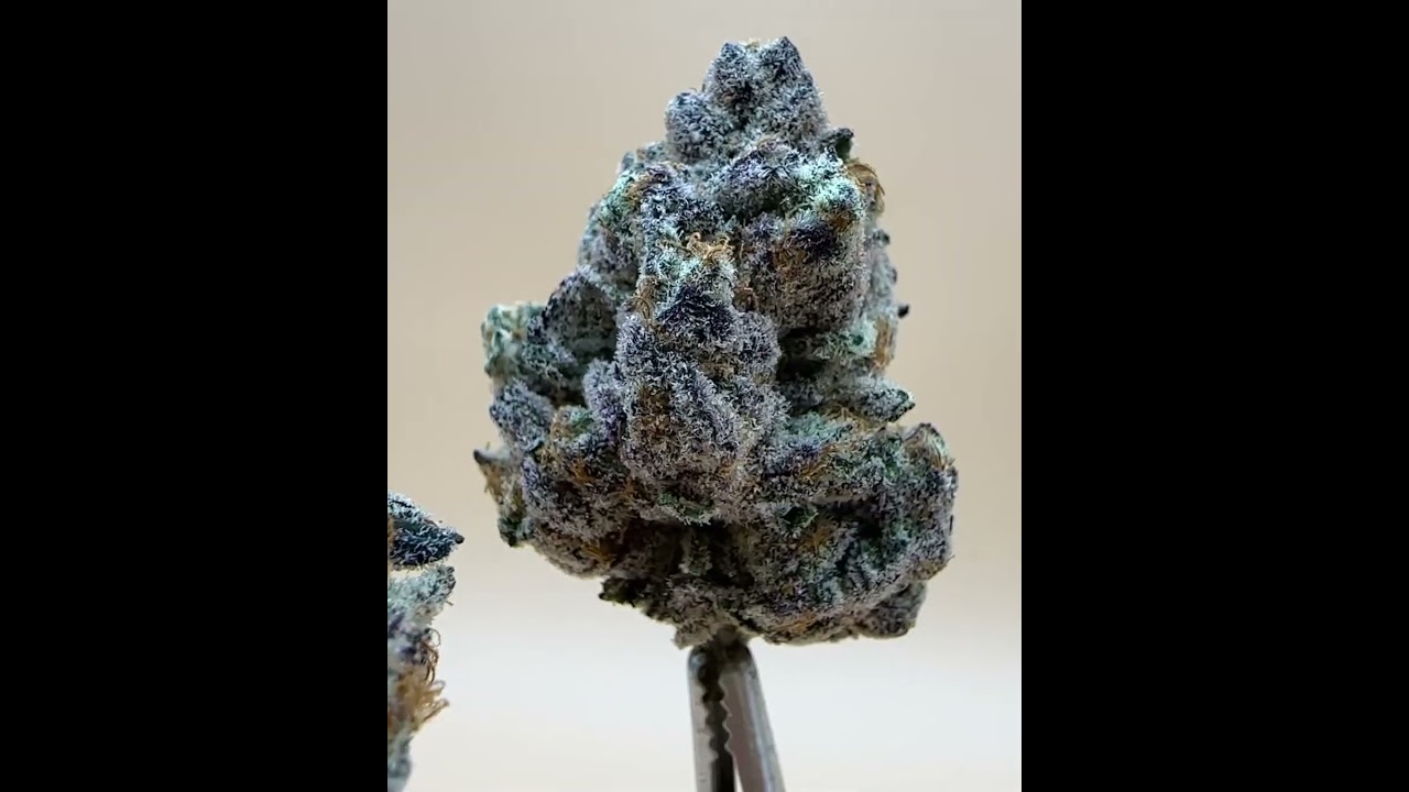 R&D on our newest strain  Purple Do Si Dos, Stage: Dry and Cured