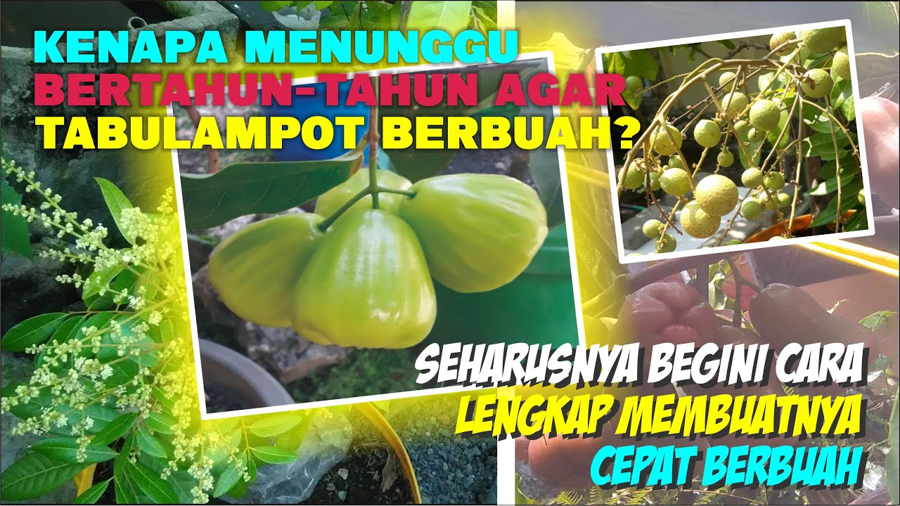 PROSES PEMBUATAN TABULAMPOT SELENGKAP-LENGKAPNYA DENGAN BENAR || AGAR CEPAT SERTA MUDAH BERBUAH!