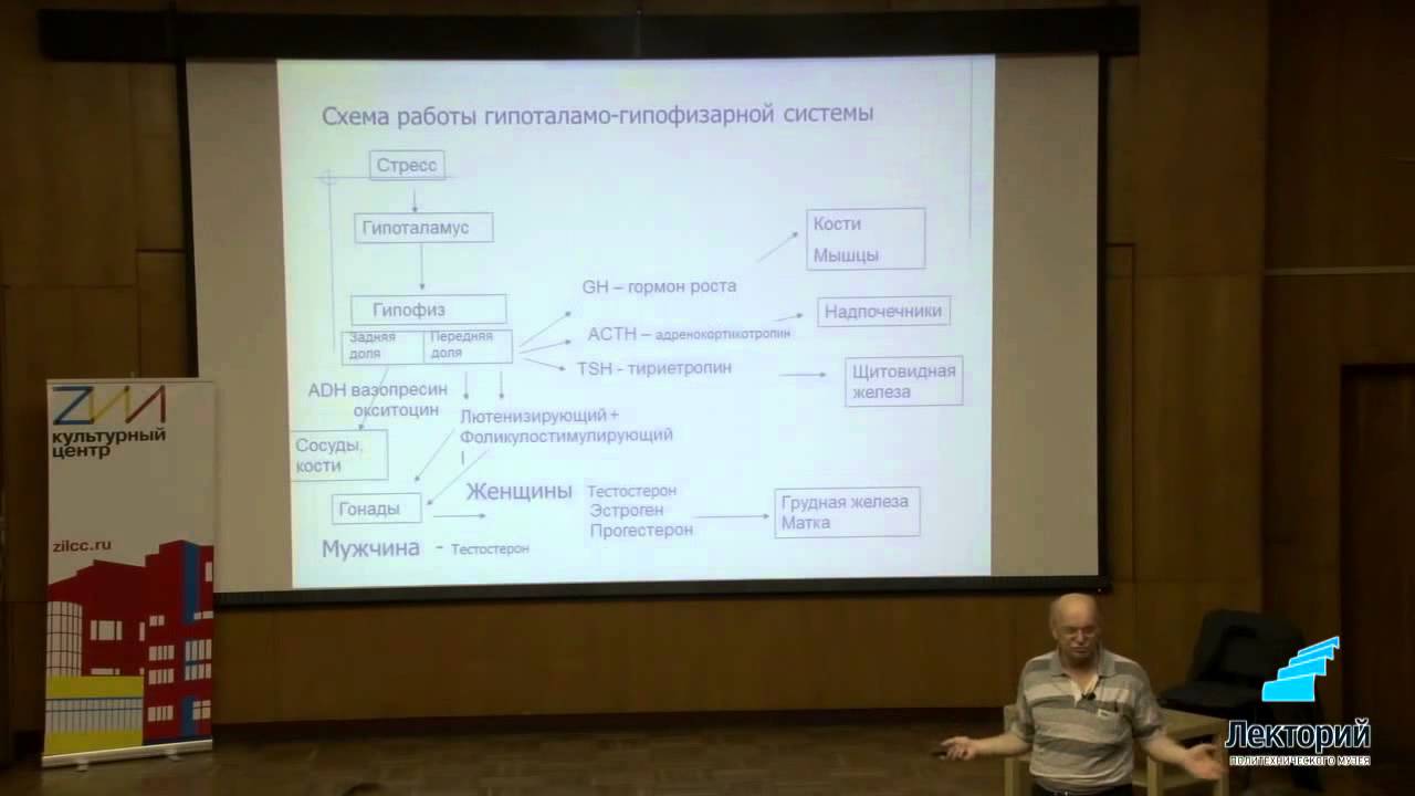 Селуянов о значении стресса и гормонов в процессе тренировки